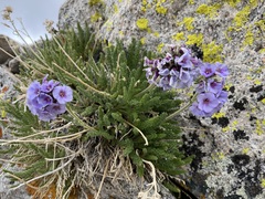 Polemonium eximium