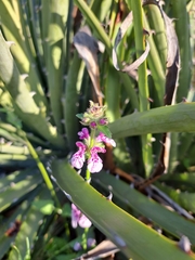 Stachys grandidentata