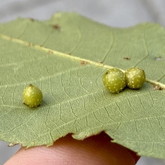 Caryomyia tuberculata