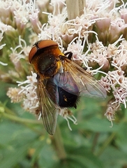 Phasia hemiptera