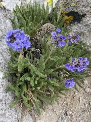 Polemonium eximium