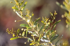 Acacia dictyophleba