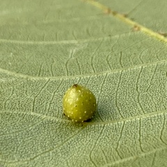 Caryomyia tuberculata