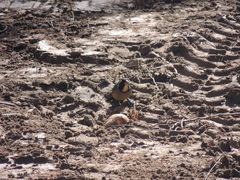 Saltator aurantiirostris