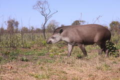 Tapirus terrestris