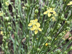 Linum neomexicanum