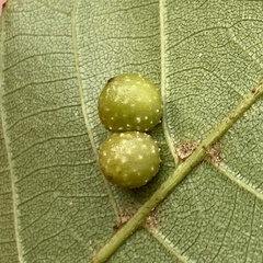 Caryomyia tuberculata