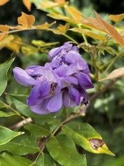 Wisteria sinensis