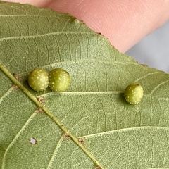 Caryomyia tuberculata