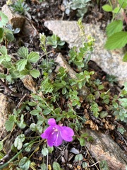 Epilobium obcordatum