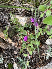 Epilobium obcordatum