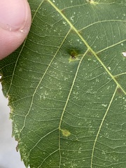 Caryomyia tuberculata