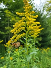 Neoscona arabesca