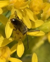 Lasioglossum fuscipenne
