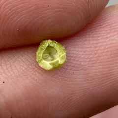 Caryomyia tuberculata