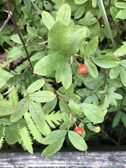 Rosa palustris