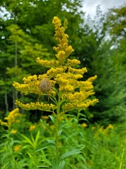 Neoscona arabesca