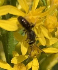 Lasioglossum fuscipenne
