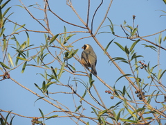 Saltator aurantiirostris