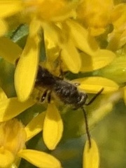 Lasioglossum fuscipenne