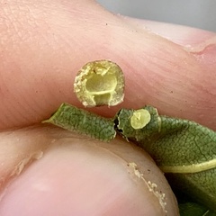 Caryomyia tuberculata