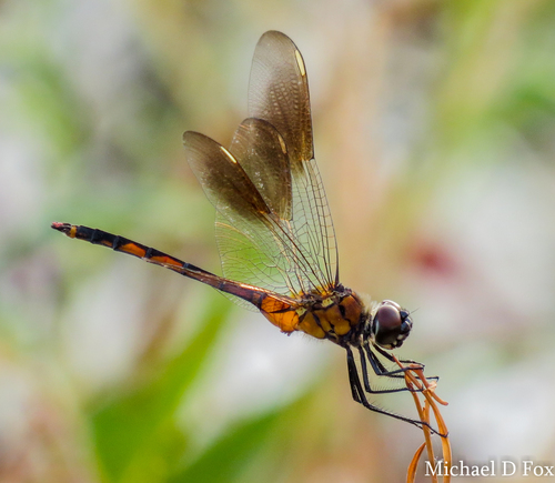 Four-spotted Pennant (Brachymesia gravida), a species recorded in Florida