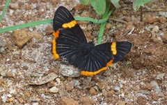 Riodina lycisca