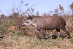 Tapirus terrestris