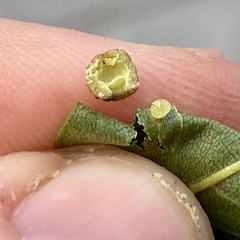 Caryomyia tuberculata