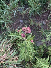 Eupatorium formosanum