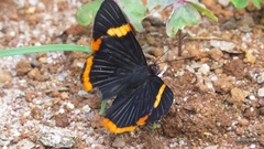 Riodina lycisca