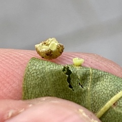 Caryomyia tuberculata