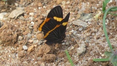 Riodina lycisca
