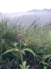 Eupatorium formosanum