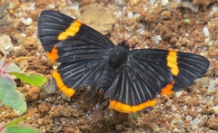 Riodina lycisca