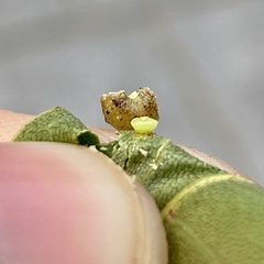 Caryomyia tuberculata