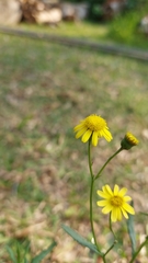 Senecio