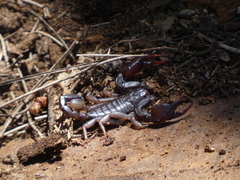 Euscorpius