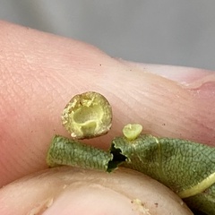 Caryomyia tuberculata