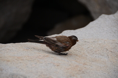 Leucosticte tephrocotis