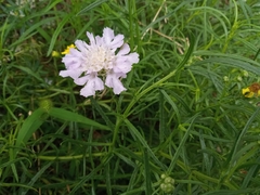 Dipsacoideae