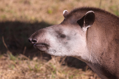 Tapirus terrestris