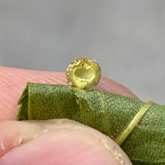 Caryomyia tuberculata