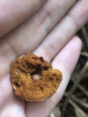 Chalciporus piperatus