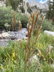 Trisetum spicatum