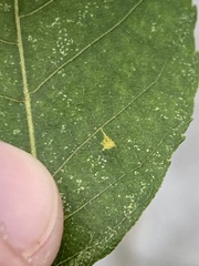 Caryomyia tuberculata