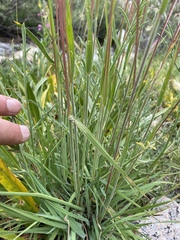 Trisetum spicatum