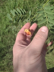 Sesbania vesicaria