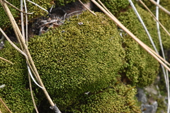 Tortella tortuosa