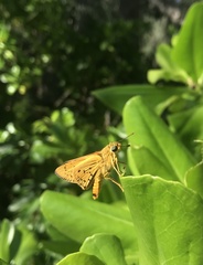 Cephrenes trichopepla